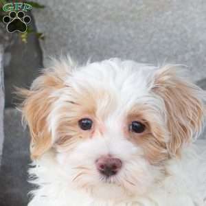 Ellis, Maltipoo Puppy
